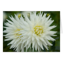 White Dahlia Greeting Card