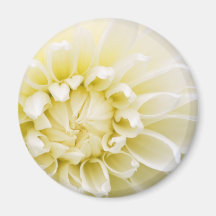 White Dahlia Magnets