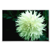 White Dahlia Photographic Print