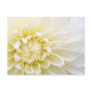 White Dahlia Post Cards