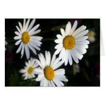 WHITE DAISIES CARDS