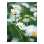 White Daisies in a Field - Customized Daisy Art Photo