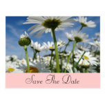 White Daisies Postcard