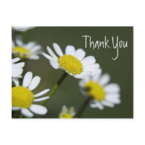 White Daisies Thank You Postcards
