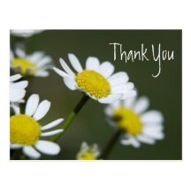 White Daisies Thank You Postcards