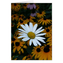 White Daisy and Blackeyed Susans Greeting Card