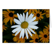 White Daisy and Blackeyed Susans Greeting Cards