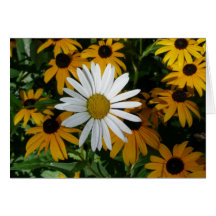 White Daisy and Blackeyed Susans Greeting Cards