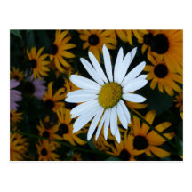 White Daisy and Blackeyed Susans Postcards