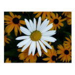 White Daisy and Blackeyed Susans Postcards