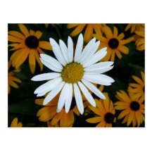 White Daisy and Blackeyed Susans Postcards
