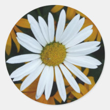 White Daisy and Blackeyed Susans Stickers