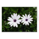 White Daisy Card