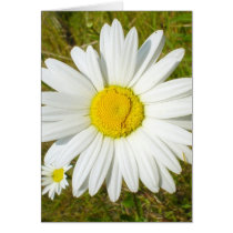 White Daisy Card