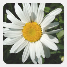 white daisy flower sticker