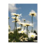 White Daisy Flowers Postcard