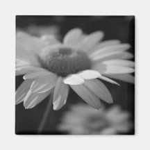 White Daisy in the Dark Fridge Magnets
