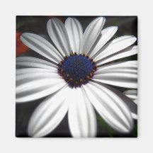 White Daisy Magnet