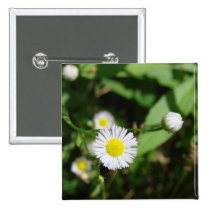 White Daisy buttons