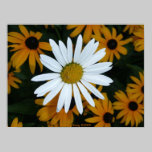 White Daisy posters
