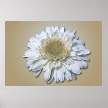 White Daisy Print