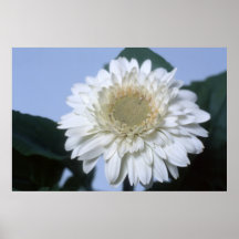White Daisy Poster