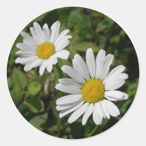 White Daisy Round Stickers