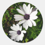 White Daisy Sticker