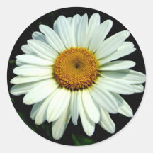 White Daisy sticker