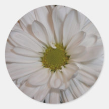 white daisy sticker