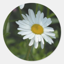 White Daisy Stickers