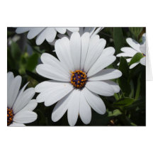 White Daisy's in Bloom Greeting Cards