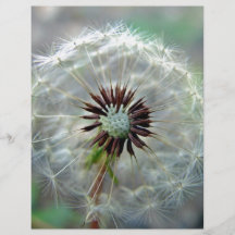 White Dandelion flower with seeds Flyer