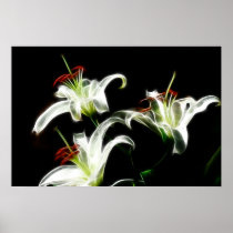 White Daylilies Print