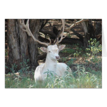 "White Deer"
