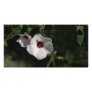 White delight photo greeting card