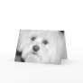 white dog cards