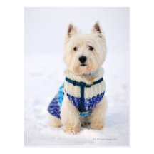 White dog in clothes in the snow. post card
