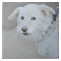 White dog tiles