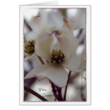 White Dogwood Cards