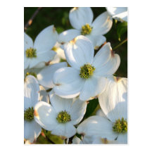 White Dogwood (Raw) Post Cards