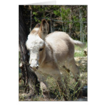 "White Donkey"