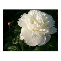 White Double Peonies Postcard