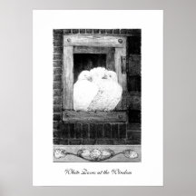 WHITE DOVES AT THE WINDOW, black and white Print