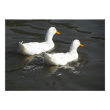 White ducks invitations