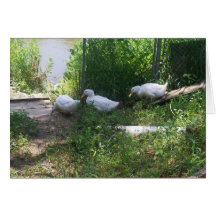 White Ducks on a Ramp Card