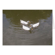 White Ducks Swimming Card