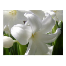 White Easter Lilly Post Cards