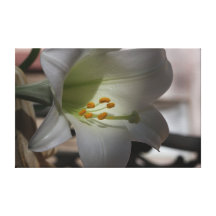 White Easter Lily Canvas Print, Version B