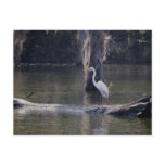 White Egret at Lake Verrett Postcards